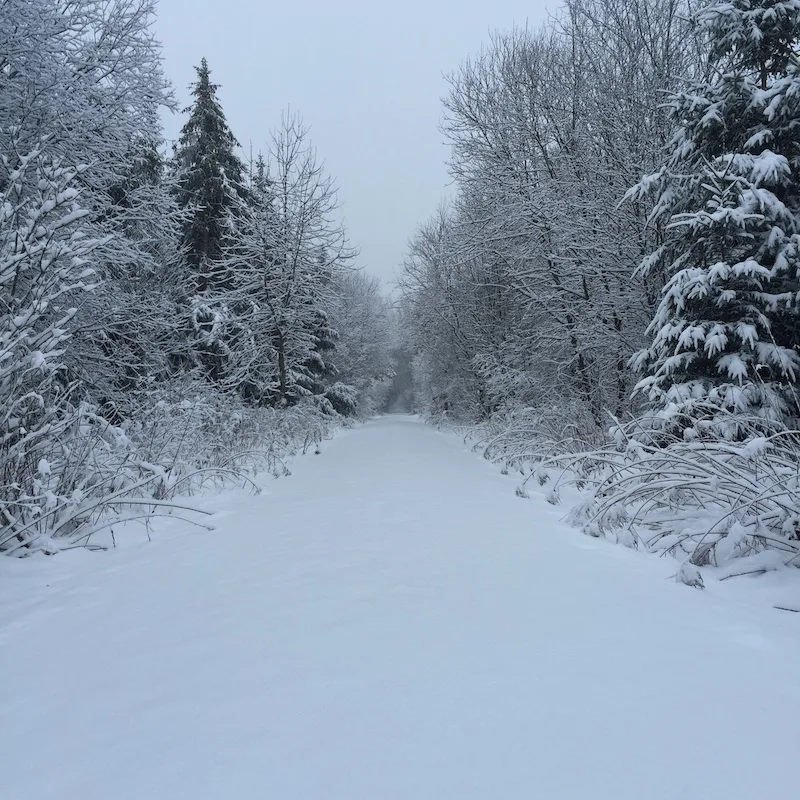 a snow covered path going towards snow covered spruce trees, overcast sky